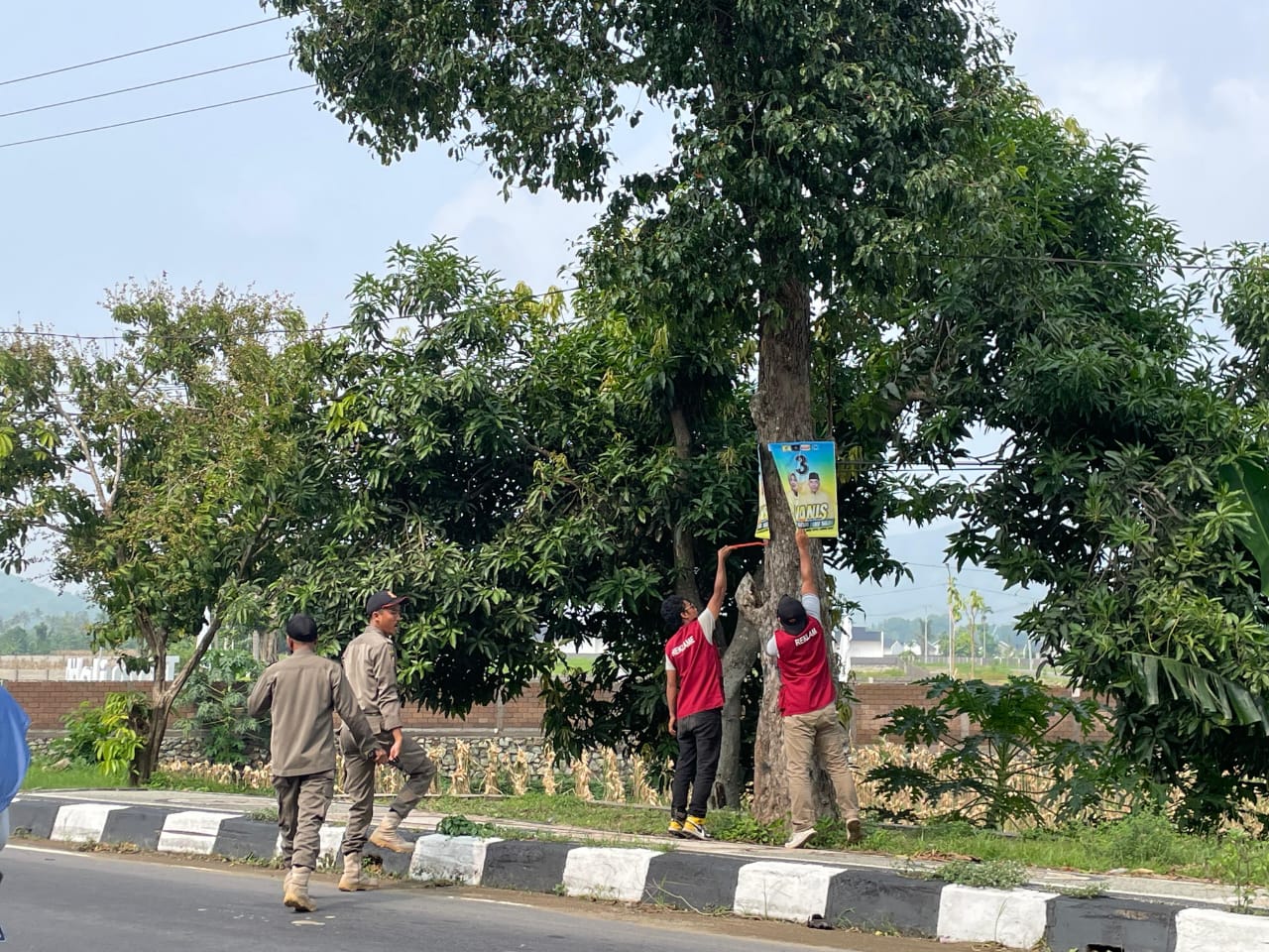 Pencopotan/ Pembersihan APK Pasangan Calon Yang maih terpasang di Pohon dilakukan di Jalan Gor Mini Gerung pada Senin 25/11/2024
